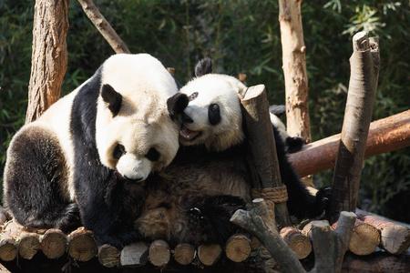 嬉戏两只蝴蝶两只熊猫在一起拥抱和嬉戏照片