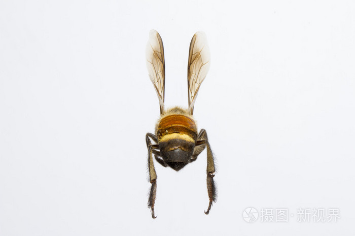 蜜蜂的背景中分离