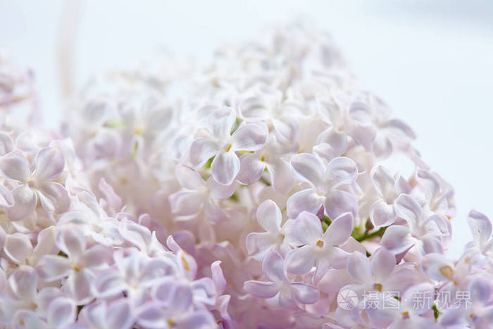 白色漂亮的丁香花特写