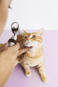 兽医医生正在做一次检查只猫很可爱漂亮的