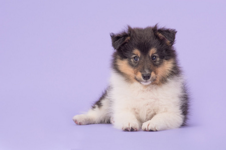 紫色的设得兰群岛牧羊犬小狗