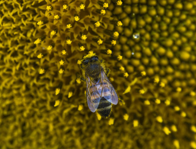 蜜蜂采集花粉从向日葵