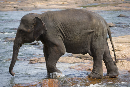 年轻的亚洲大象图片