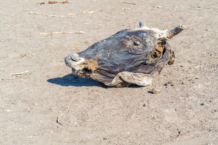 牛死死牛头照片
