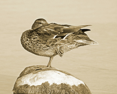 野鸭在大岩石上的一条腿上的平衡。棕褐色调