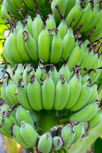 香蕉香蕉树上的一堆