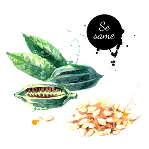 水彩手绘芝麻照片