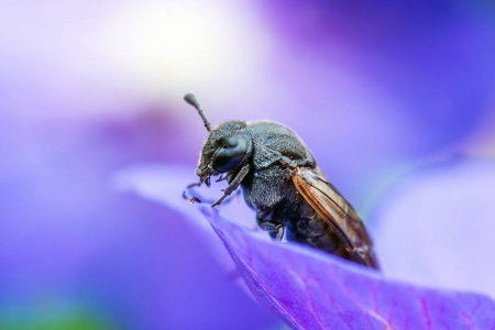 授粉野生蜜蜂昆虫的蓝色小花背景