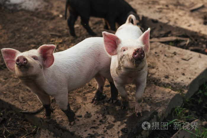 两只可爱的小猪