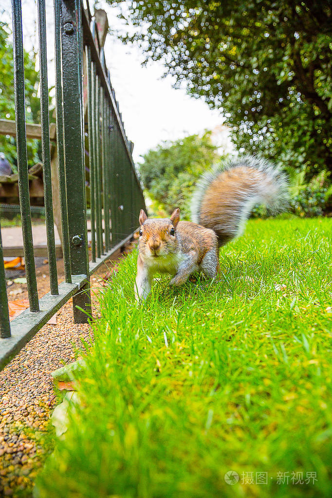 在伦敦海德公园运行的小松鼠