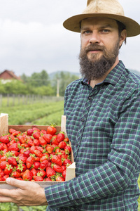 年轻农夫的画像拿着一个箱子满了新鲜的红色草莓在田野外