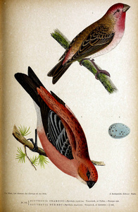 鸟的例证。不列颠群岛鸟类的彩色图
