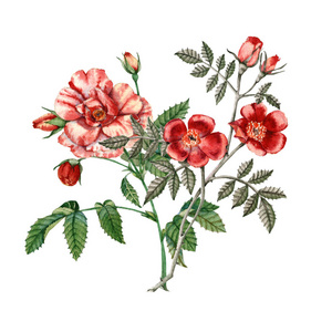 红色的玫瑰花。植物的插图。水彩