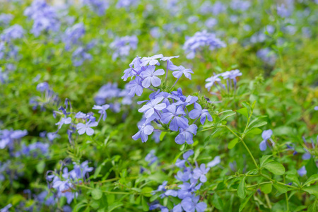 美丽的天蓝色海角 leadwort