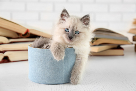 可爱小猫在靠近书光背景框