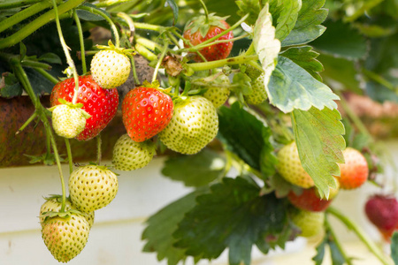 中奥马哥孛罗农场种植的草莓