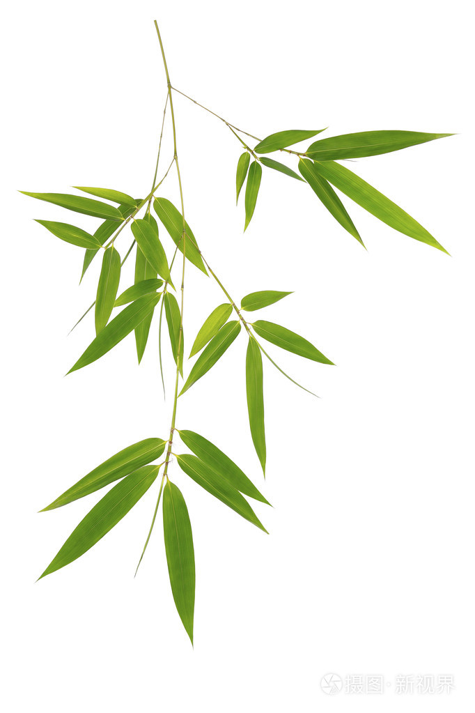 绿色竹叶上孤立的白色背景