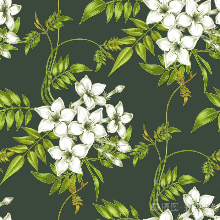 矢量无缝花卉图案与茉莉花.插画-正版商用图片0eqpoy-摄图新视界