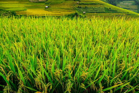 水稻梯田谷越南