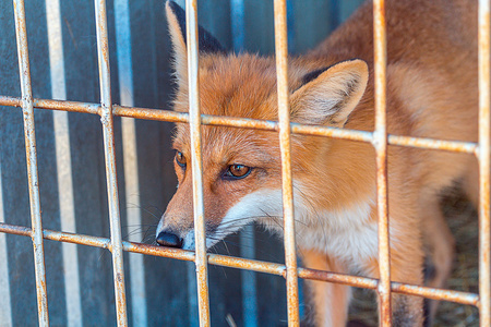 狐狸从笼子里向外看