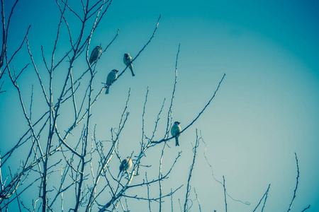 麻雀在树复古