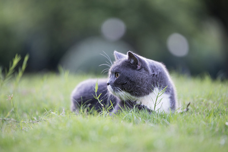 在草丛中灰色的猫