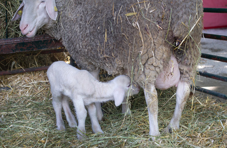 奶酪新鲜干酪白盘羊乳和蓝餐巾乳制品浅背景法国早餐食品蛋白质饮食