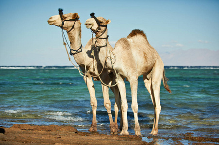 海边的骆驼画像