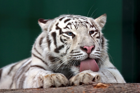 美丽虎皮毛纹理矢量无缝白虎皮毛模式老虎的皮毛美丽黑色条纹的细节