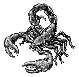蝎子设计图片