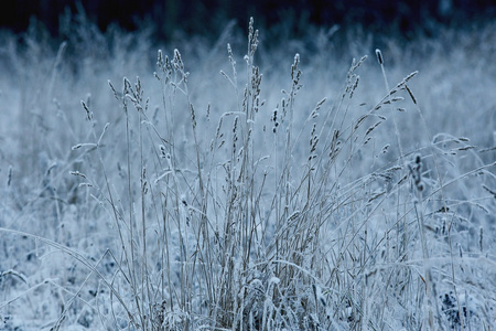 雪花干草