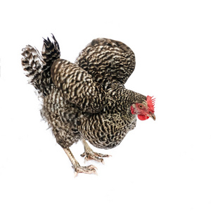 褐色斑点的鸡 speckledy 在运动, 被隔绝在白色背景