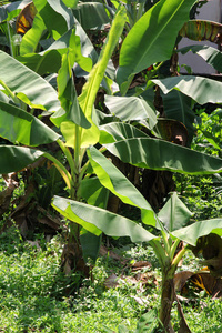 年轻的绿色香蕉树。普吉岛泰国邦