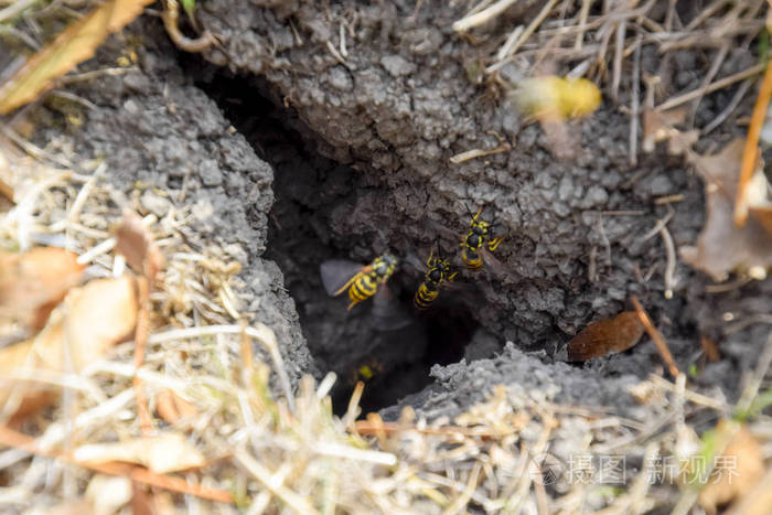 黄蜂飞进他们的巢穴貂与白杨巢地下