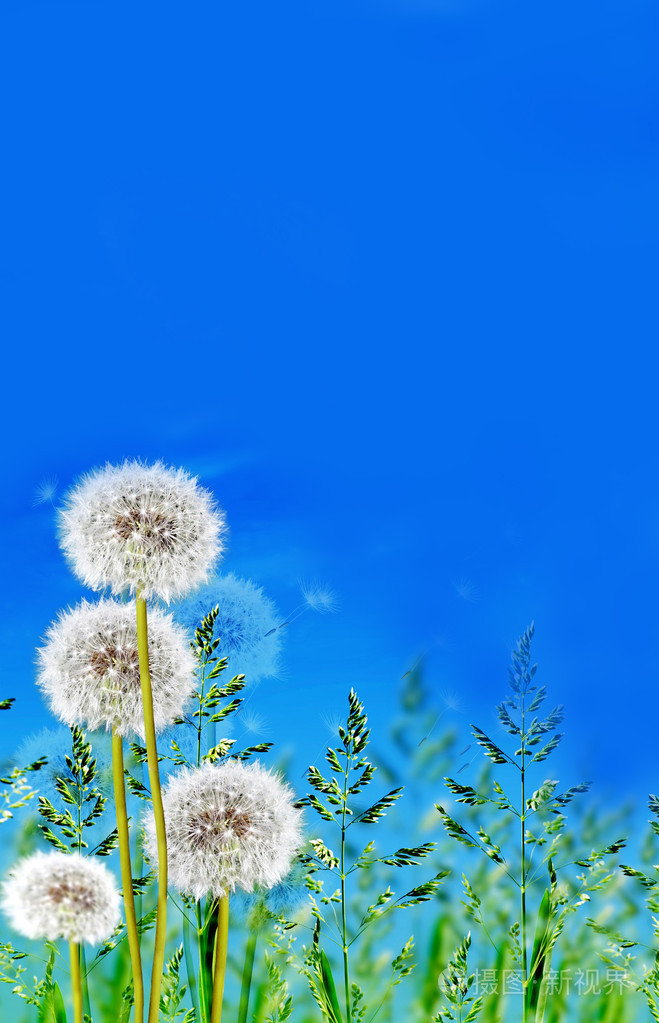蓝蓝的天空背景上的绿草