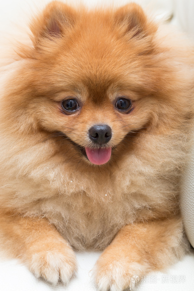 博美犬狗可爱的宠物小狗回家,特写图像中