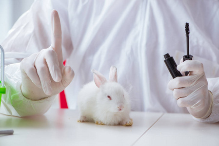科学家做动物实验用兔实验室里科学家在动物兔子做测试成人人去看牙医