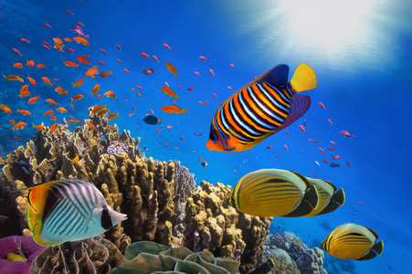 珊瑚礁和热带鱼在阳光下