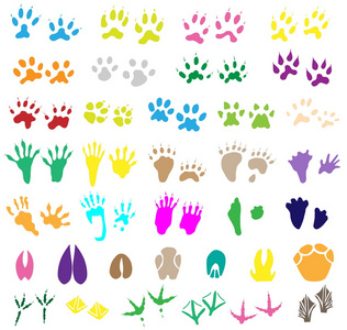 欧洲和世界的鸟类-麻雀鹰动物和鸟类有名字的踪迹.