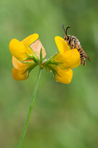 oto 蝴蝶与透明的翅膀以花为食梨蛀虫,其中幼虫的小清翅蛾,复古线绘图