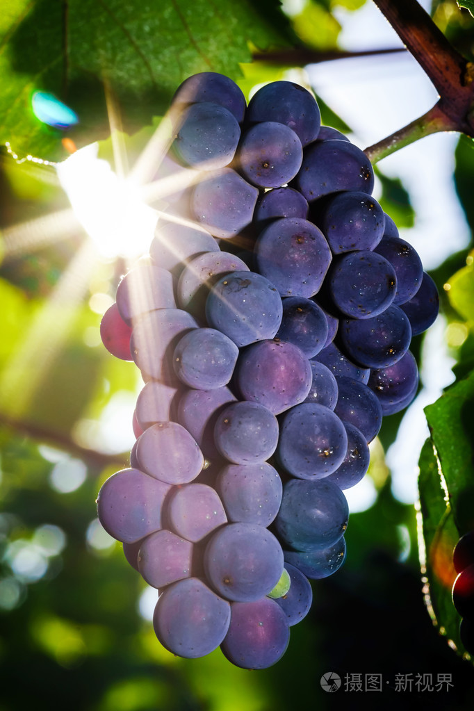 酿酒葡萄葡萄园在法国的秋天