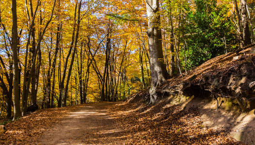 Montseny 自然公园, 在秋季的一天, 位于二十世纪七十年代