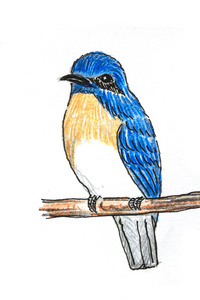 蓝喉姬鹟鸟绘图