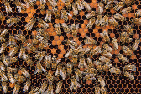 忙碌的蜜蜂，里面密封的细胞为其幼子蜂巢