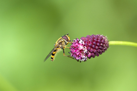 spilomiya 眼睛 (记述 diophthalma),一个家庭的苍