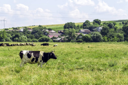 草地上的奶牛夏季景观