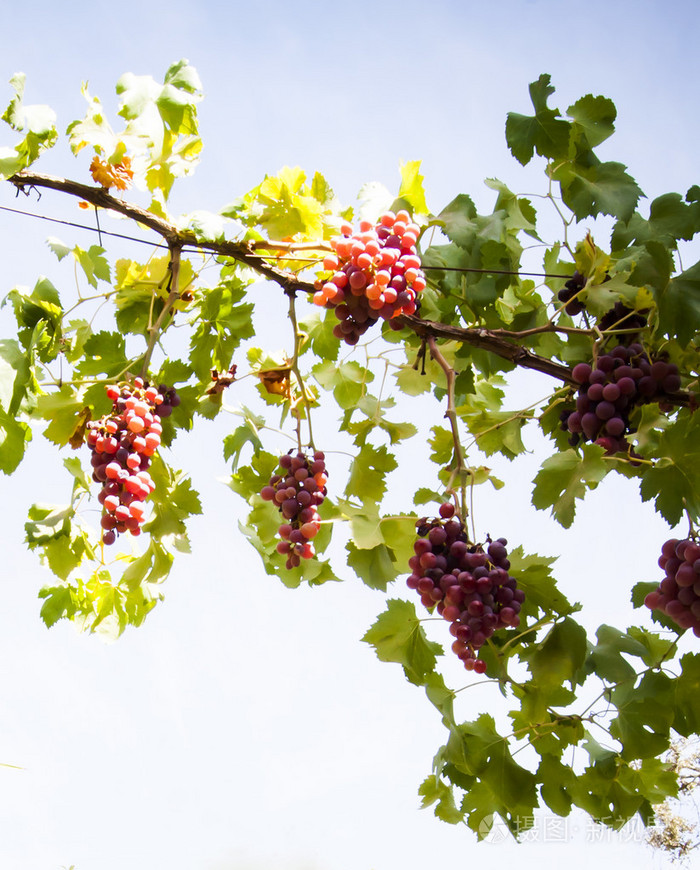 阳光明媚的夏日他的藤蔓植物有一束束的葡萄