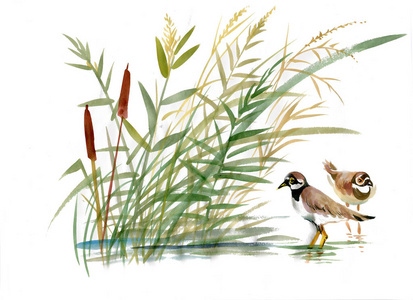 芦苇叶子与叶子特写孤立在白色背景上的水彩芦苇.手绘照片