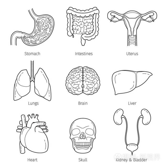 人体器官简笔画手绘图片