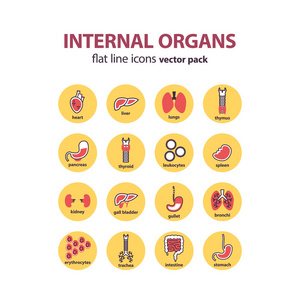 人体解剖学的图标。矢量的内部器官象形图组